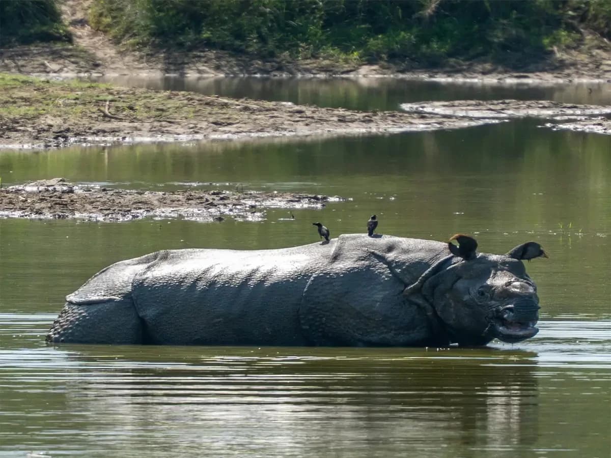 Chitwan Jungle Safari Tour