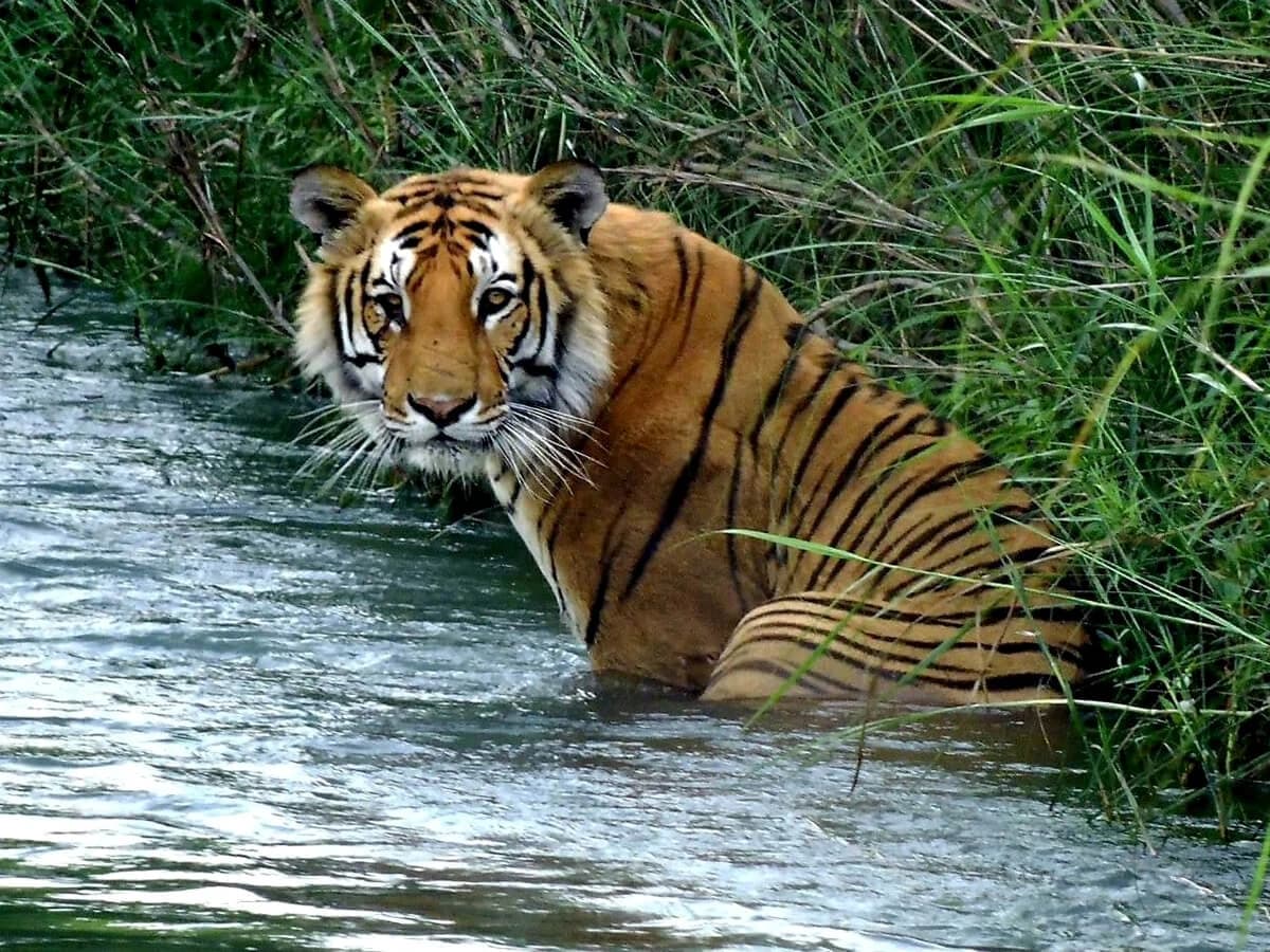 3 Nights 4 Days Bardia National Park Tour
