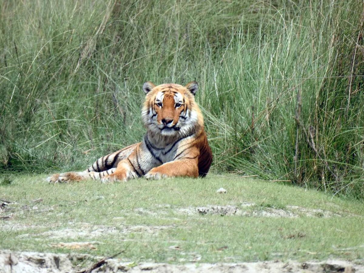 Bardia National Park Jungle Safari