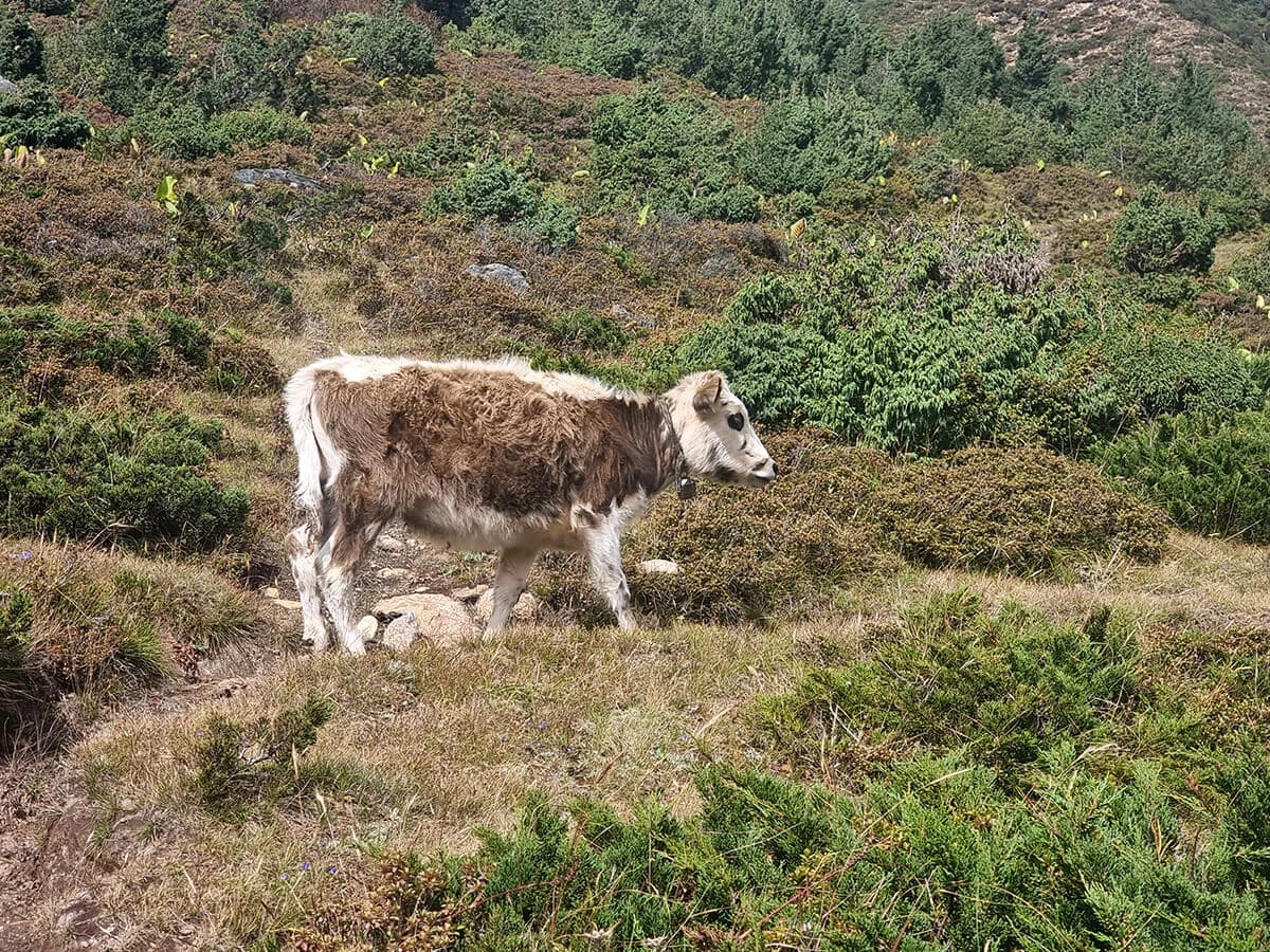 Helambu Trek