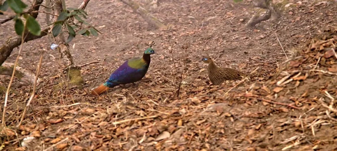 Flora and Fauna in Nepal