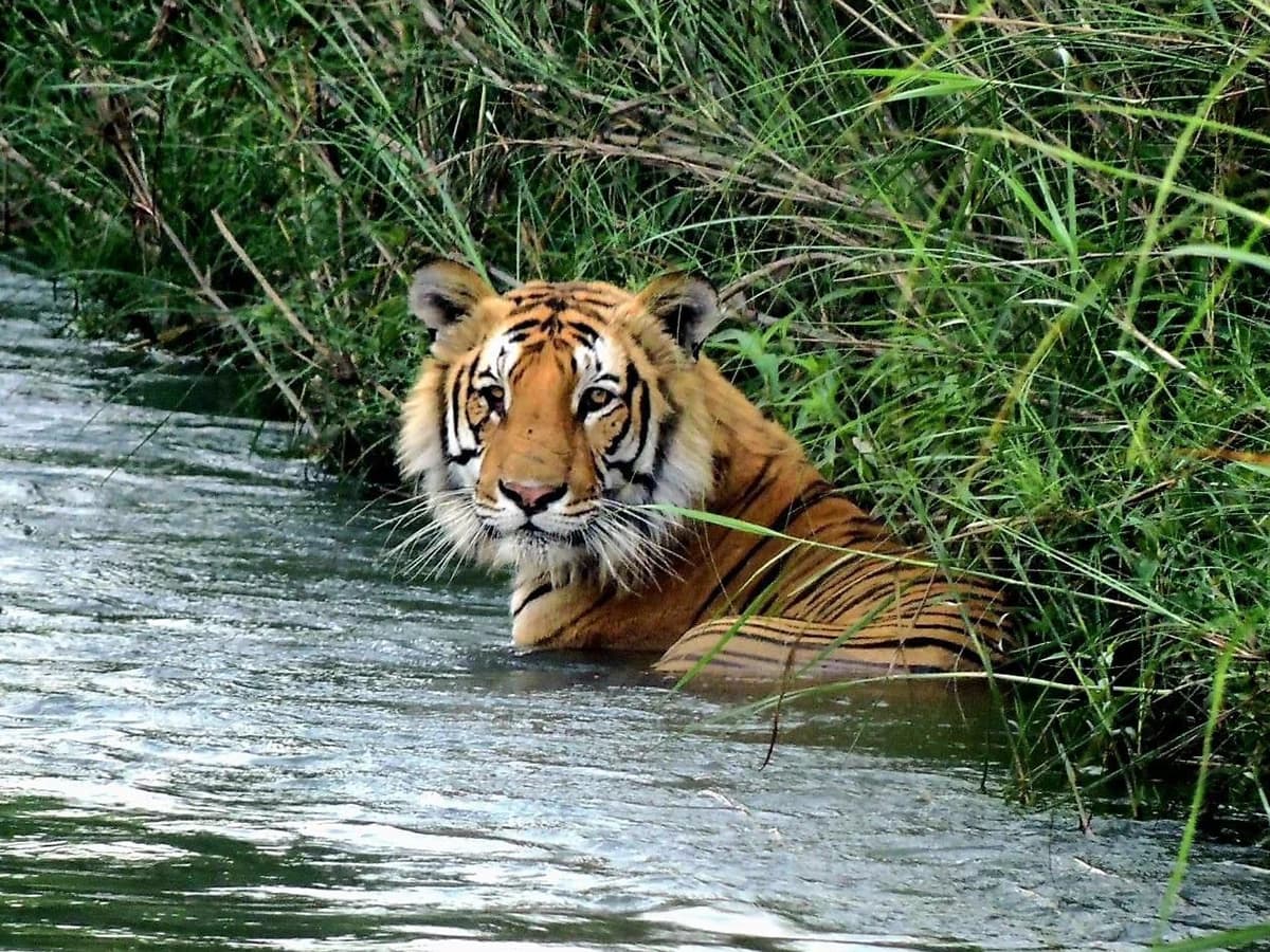 Temples & Tiger Tour | Kathmandu Valley & Bardiya National Park Tour