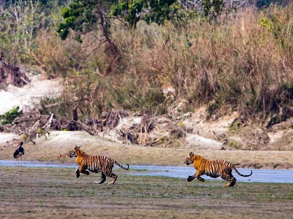 Temples & Tiger Tour | Kathmandu Valley & Bardiya National Park Tour
