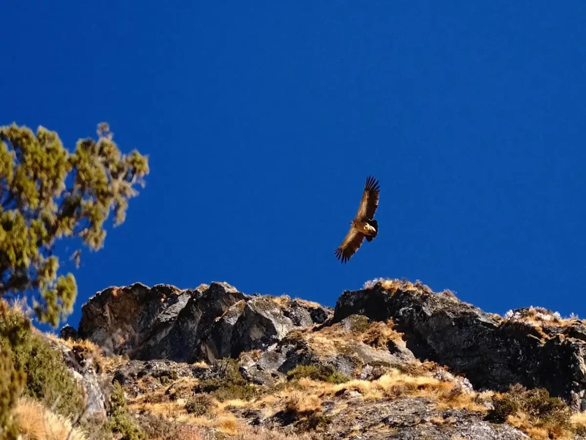 Eagle flying over the mountain during the Makalu Base Camp Trek