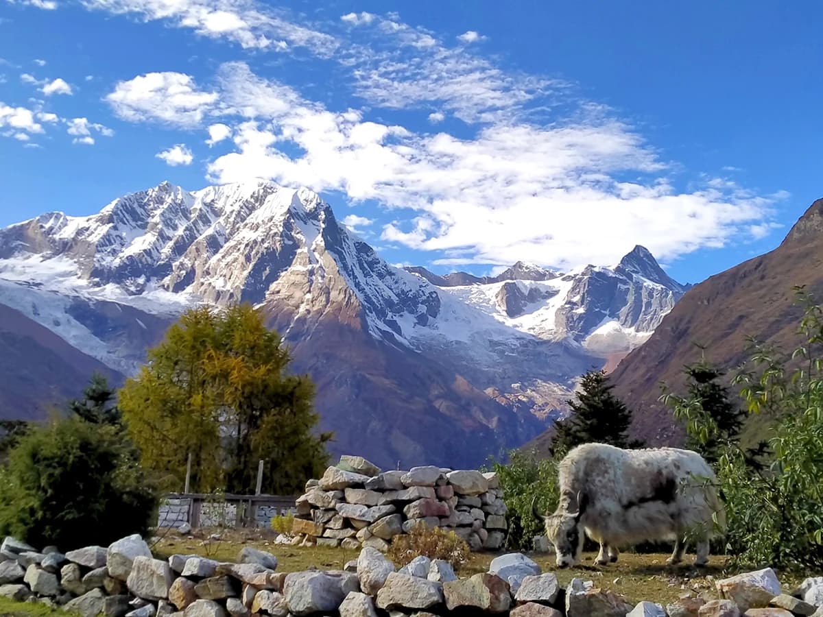 Short Manaslu Trek - 8 Days