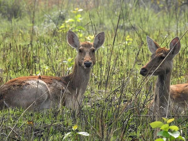 Bardia National Park Jungle Safari