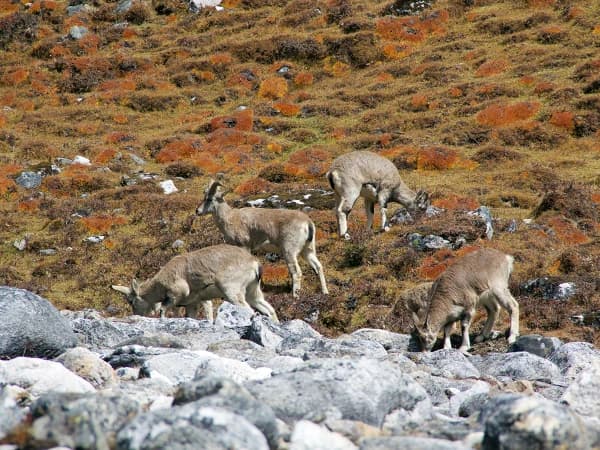 Manaslu 6