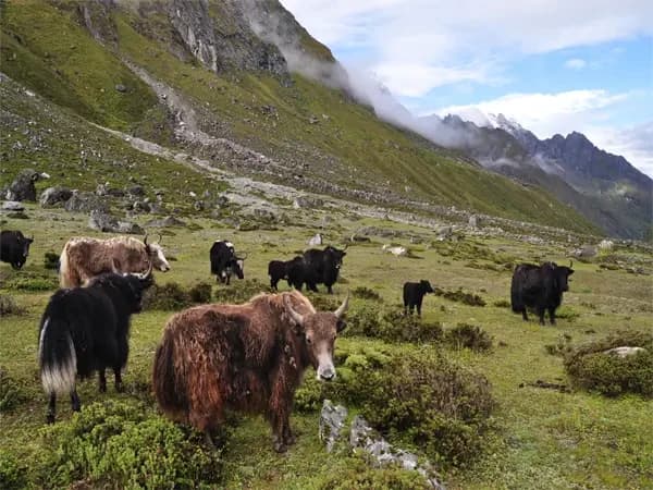 Yaks are roaming around in the Langtang Valley